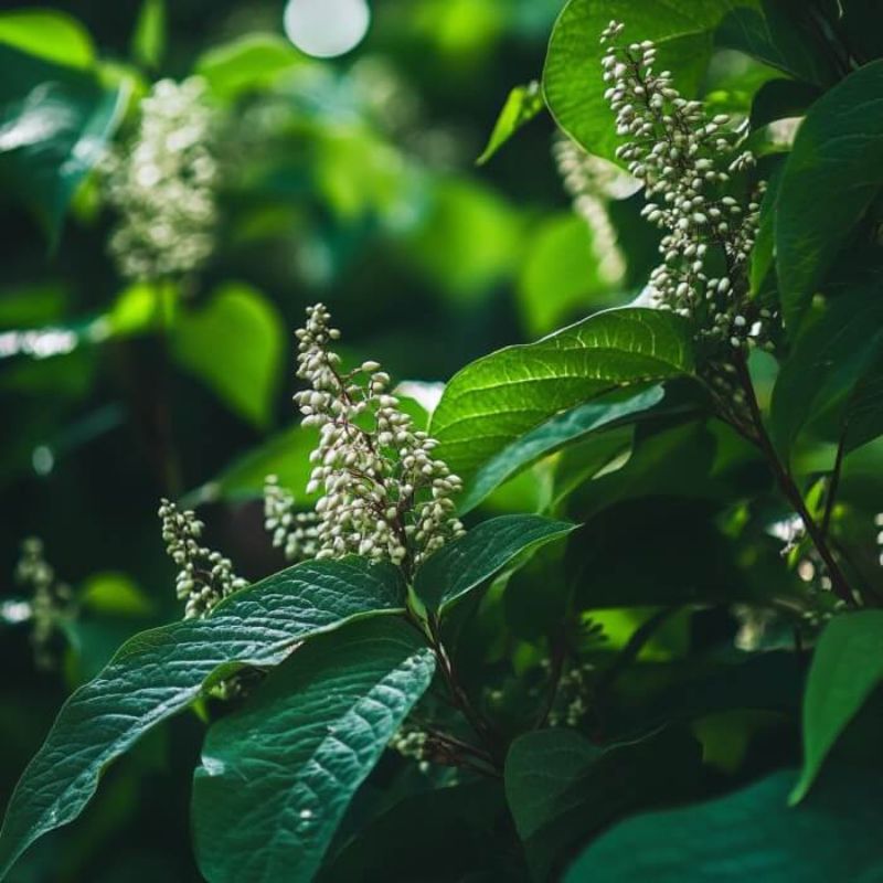 Japanischer Staudenknöterich