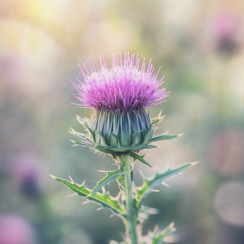 Mariendistel auf dem Feld
