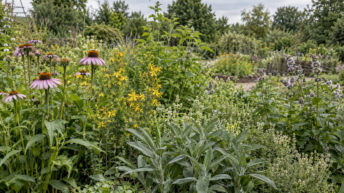 In einem Schaugarten gedeihen verschiedene Heilpflanzen.
