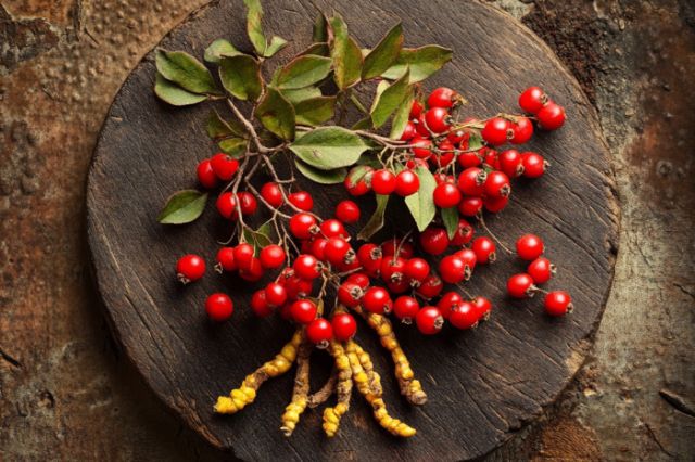 Berberin Wirkung Darm