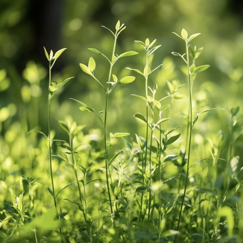 Fadogia Agrestis Pflanze