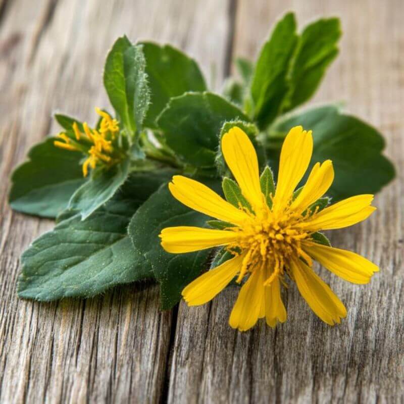 Johanniskraut Pflanze